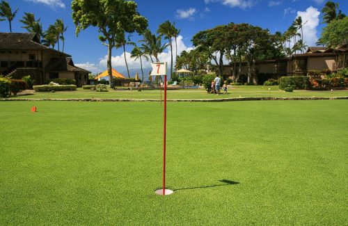 Putting Green Grass